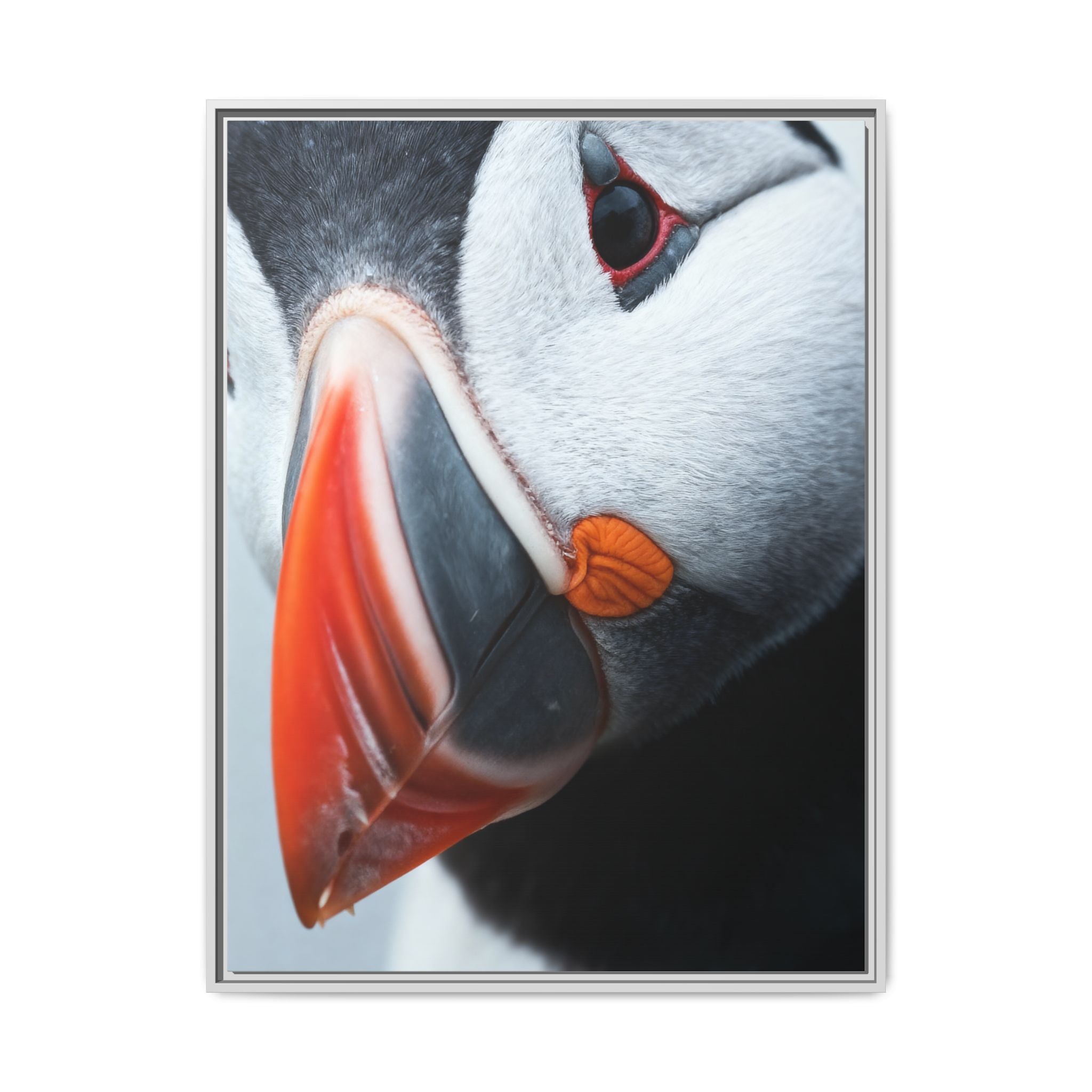 Atlantic puffin - Canvas