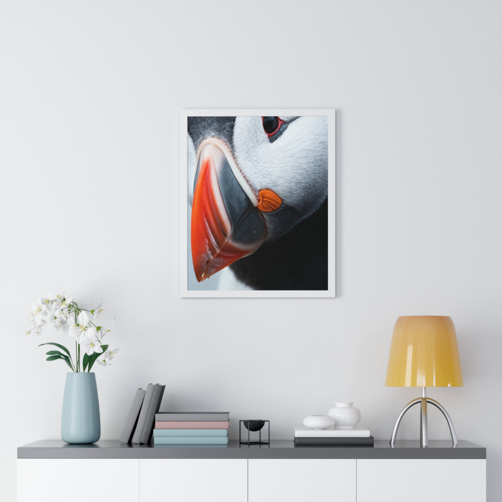 Atlantic Puffin - Frame