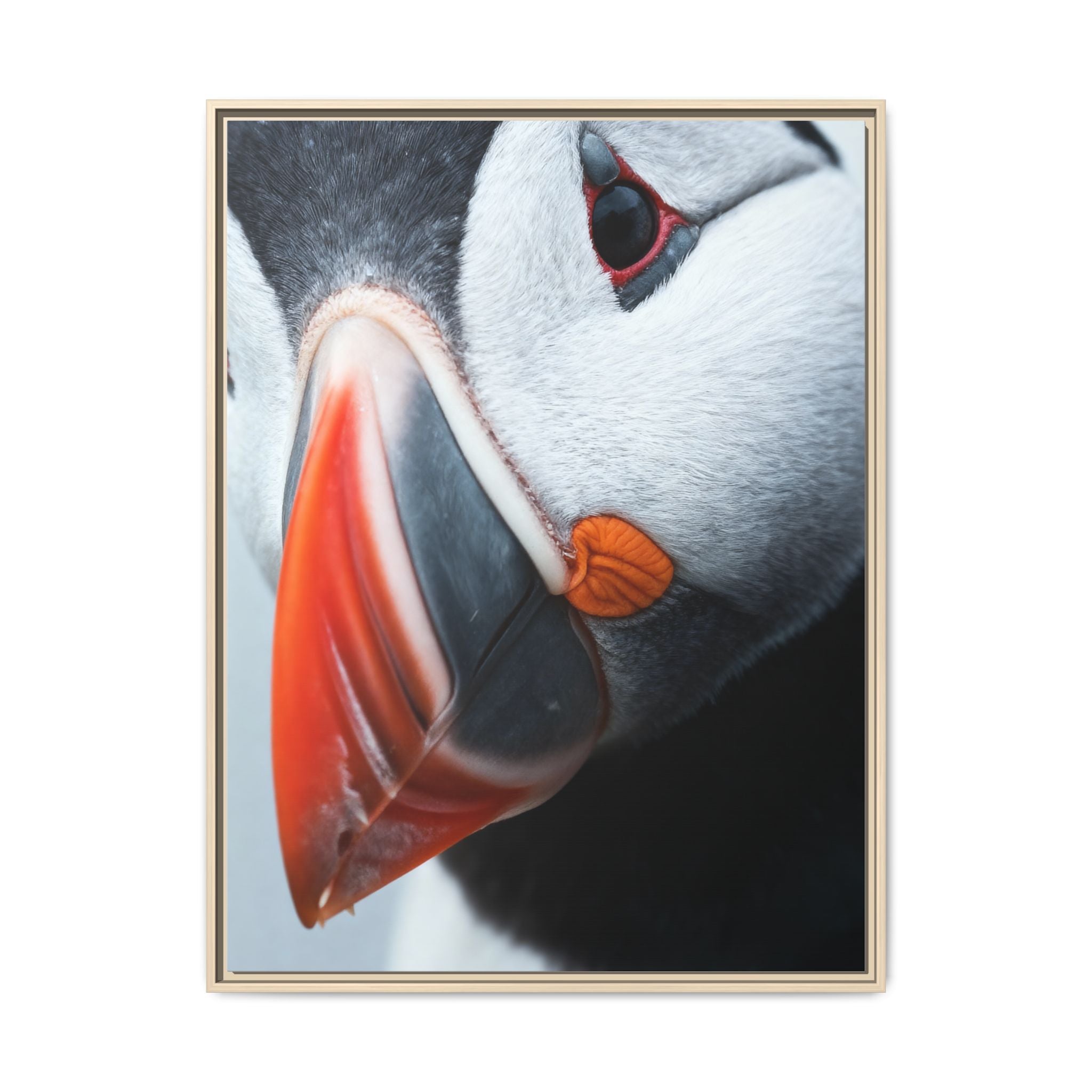 Atlantic puffin - Canvas