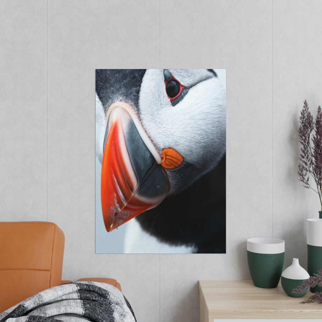 Atlantic puffin - Poster