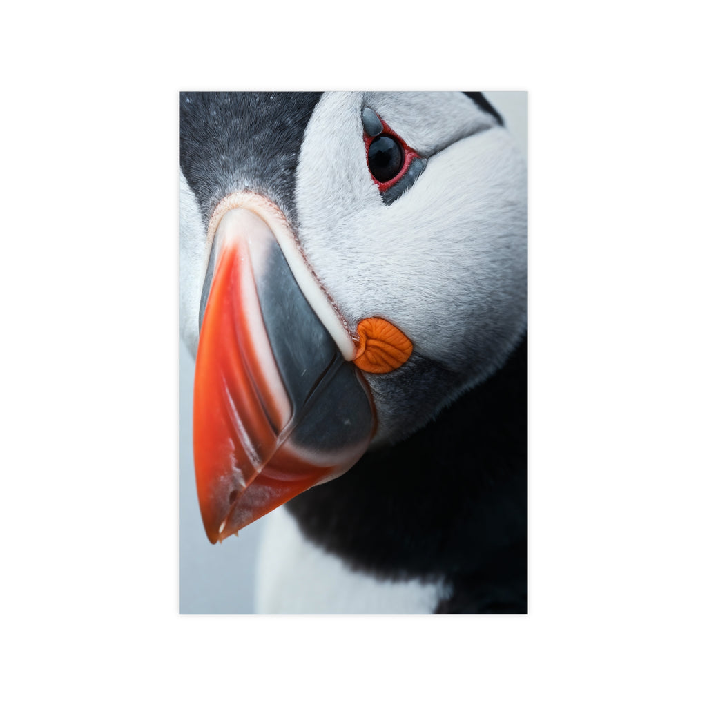 Atlantic puffin - Poster