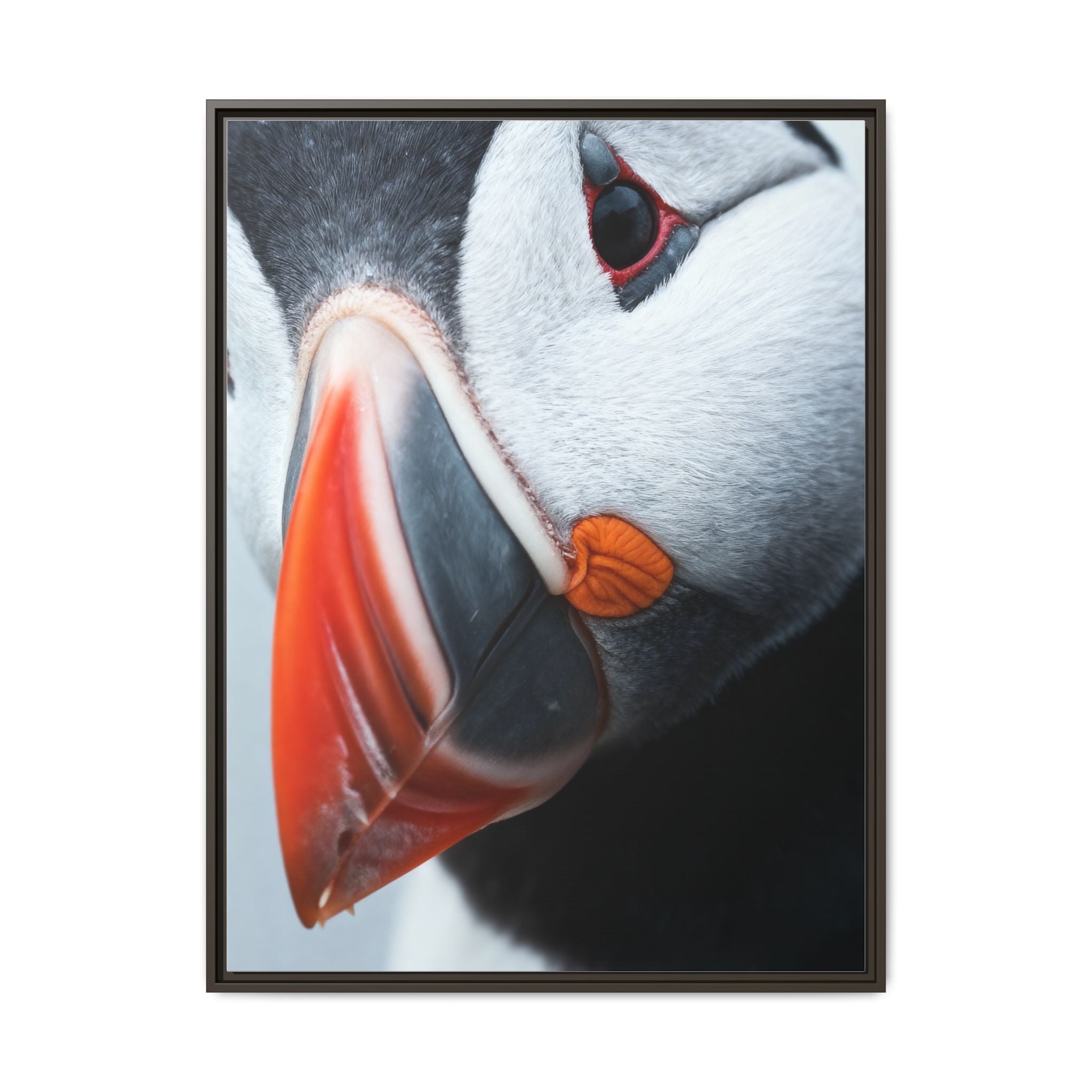 Atlantic puffin - Canvas