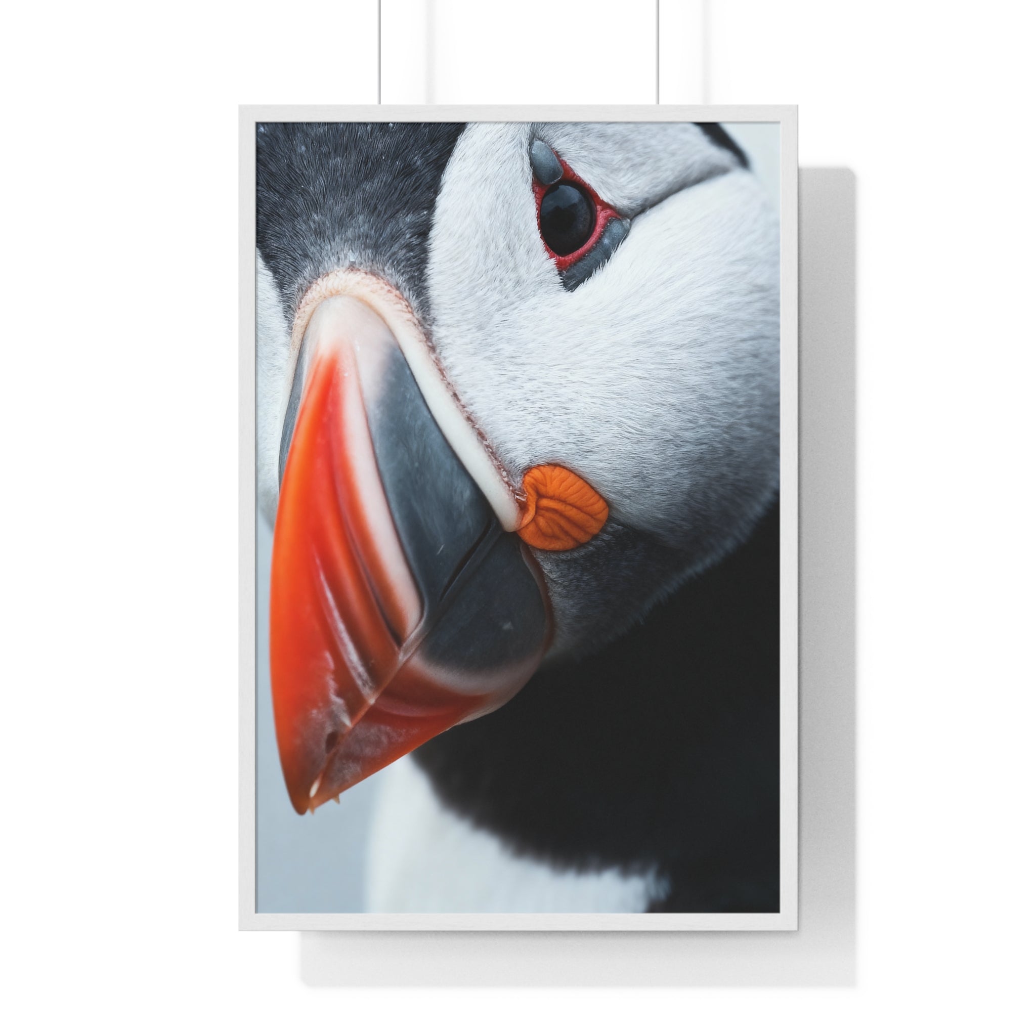Atlantic Puffin - Frame