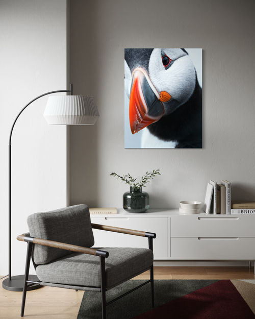 Atlantic puffin - Poster