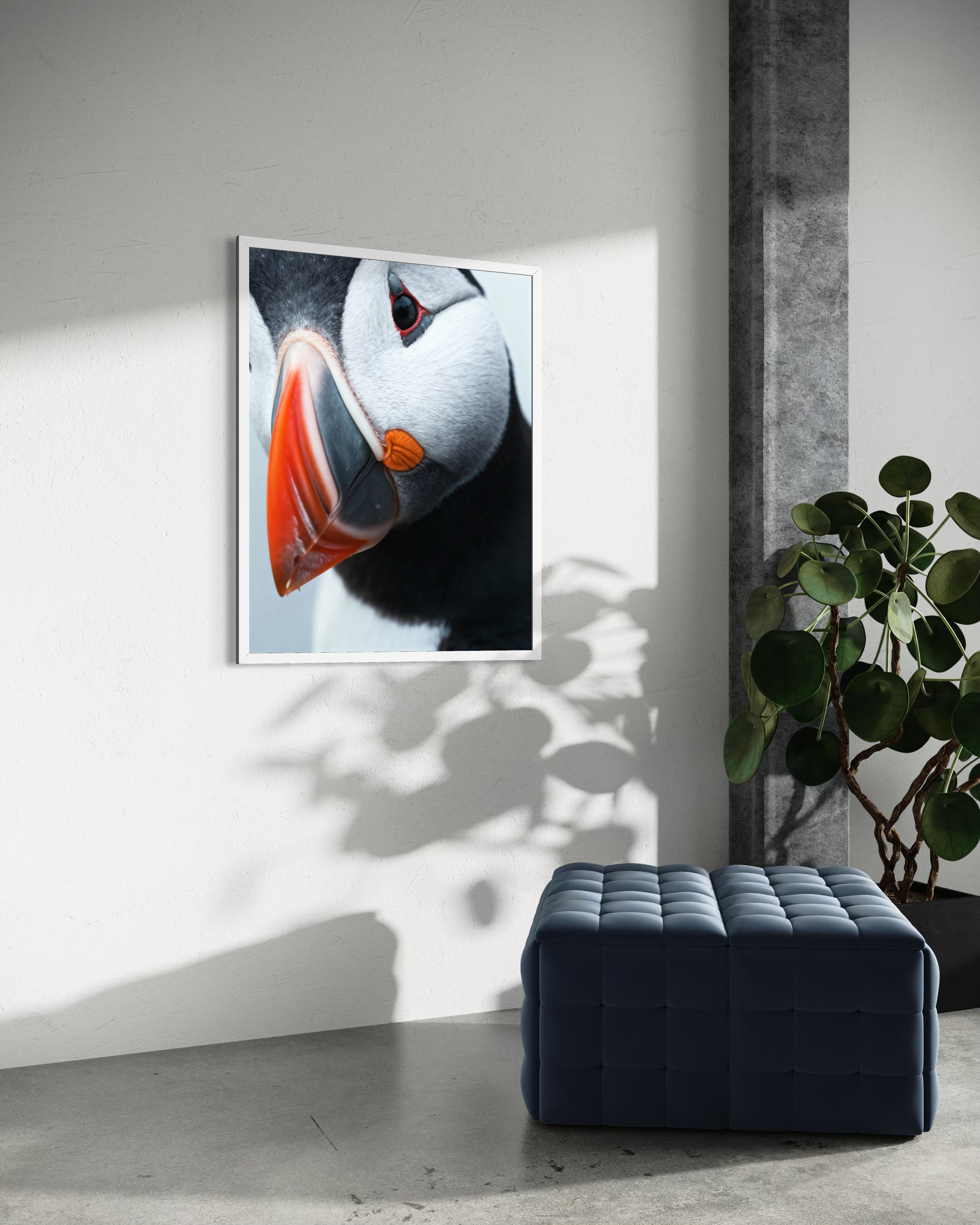 Atlantic Puffin - Frame